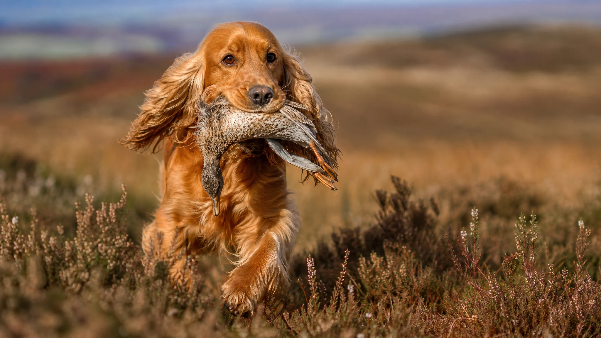 English Cocker Spaniel Sports and Jobs: Putting the Breed's Instincts to Work